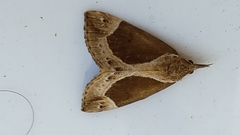 Hypena crassalis