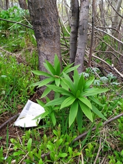 Lilium debile