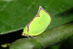 Salurnis marginella
