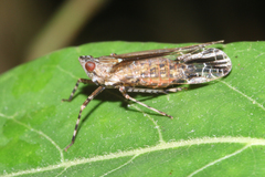 Orthopagus splendens
