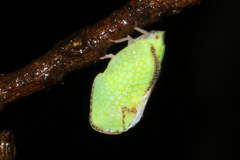 Salurnis marginella