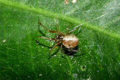 Anelosimus crassipes