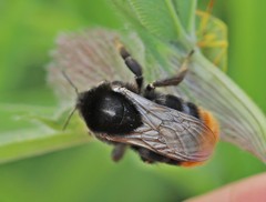 Bombus confusus