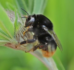 Bombus confusus