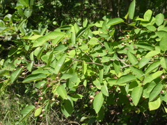 Amelanchier × lamarckii