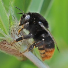 Bombus confusus