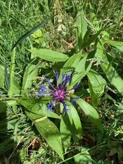 Centaurea triumfettii