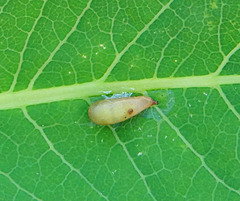 Diptera