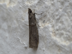 Acrobasis obliqua