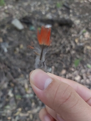 Psittaculidae
