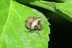 Eysarcoris guttigerus