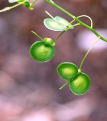 Biscutella laevigata