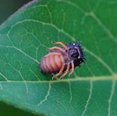 Harmonia axyridis