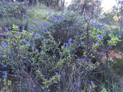 Ceanothus lemmonii