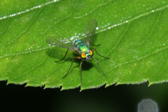 Chrysosoma globiferum