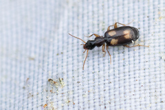 Calodromius spilotus