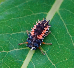 Harmonia axyridis