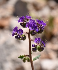 Phacelia crenulata crenulata