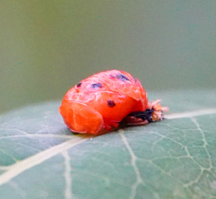 Harmonia axyridis