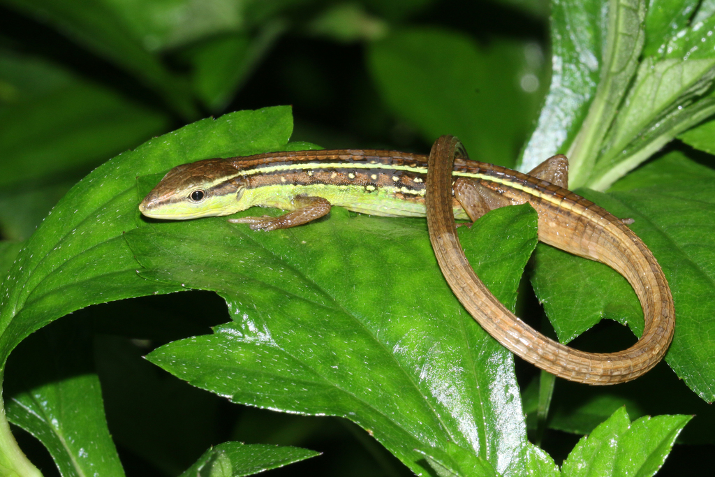 Takydromus sexlineatus · Natusfera