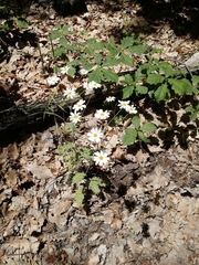 Tanacetum poteriifolium