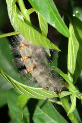 Dasychira chekiangensis