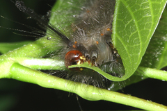 Dasychira chekiangensis