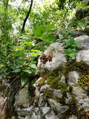 Hylotelephium caucasicum