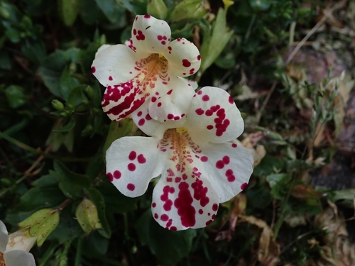 Mimulus × hybridus iNat (1)