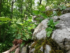 Hylotelephium caucasicum