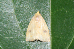 Rivula inconspicua