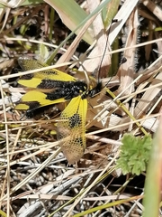 Libelloides macaronius