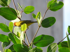 Setophaga petechia bryanti