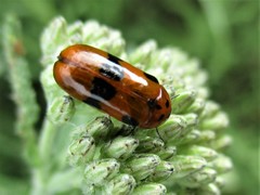 Clytra novempunctata