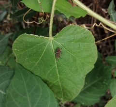Cletomorpha benita
