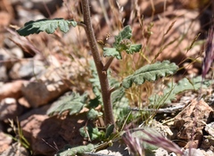 Phacelia crenulata crenulata