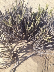 Cylindropuntia tesajo