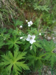 Geranium rivulare