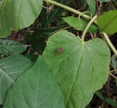 Cletomorpha benita