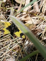 Libelloides macaronius