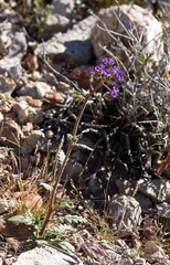 Phacelia crenulata crenulata