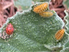 Henosepilachna argus