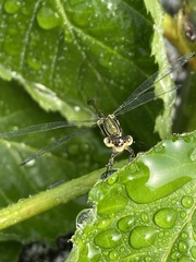 Lestes virens virens