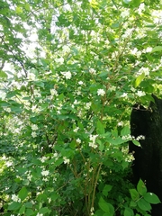 Philadelphus caucasicus