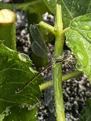Lestes virens virens