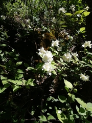 Philadelphus caucasicus