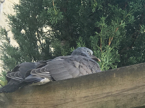 Pigeon ramier, jeune