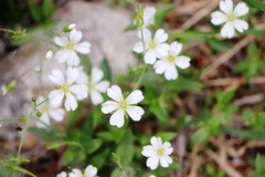 Cerastium julicum