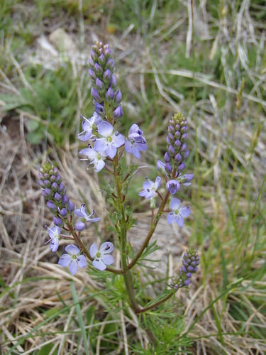 Veronica nivea Lindl.