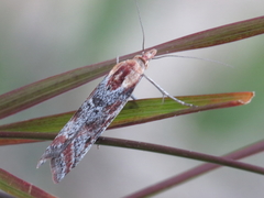 Ancylosis cinnamomella